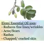 Crysalis Elemi (Canarium Luzonicum) Oil|100% Pure & Natural Undiluted Essential Oil Organic Standard For Skin & Hair Care |Therapeutic Grade Aromatherapy Personal Care - 100ML with dropper, 6 image