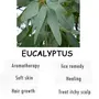 Crysalis Eucalyptus (Eucalyptus) Oil|100% Pure & Natural Undiluted Essential Oil Organic Standard For Skin & Hair Care | Therapeutic Grade Aromatherapy - 100ML with dropper, 6 image