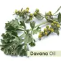 Crysalis Davana (Artemisia Pallens) Oil|100% Pure & Natural Undiluted Essential Oil Organic Standard For Skin & Hair Care | Used In Natural Perfume Making & High-End Fragrances - 50ML With Dropper, 3 image