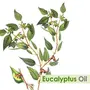 Crysalis Eucalyptus (Eucalyptus) Oil|100% Pure & Natural Undiluted Essential Oil Organic Standard For Skin & Hair Care | Therapeutic Grade Aromatherapy - 100ML with dropper, 3 image