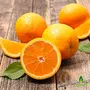 Oilcure Orange Essential Oil | Pure | 30 ml | Undiluted, 3 image