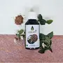 Oilcure Carom Seed Oil Cold Pressed | Ajwain Oil | Edible | Pure | Trachyspermum Ammi - 100 ml, 3 image