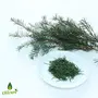 Oilcure Tea Tree Essential Oil | 30 ml | Pure | Undiluted, 3 image