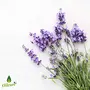 Oilcure Lavender Essential Oil | 30 ml | Pure | Undiluted, 3 image