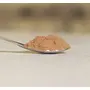Organic Shiitake Mushroom Extract Powder (50g) (Raw USDA Organic Certified no additives no fillers), 4 image