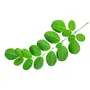 Organic Moringa Oliefera Leaf powder (200 gms) 100% Certified organic, 4 image