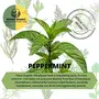 Indiana Organic Peppermint Whole Dry Leaves Organic Himalayan Herbs for Culinary & Tea Use 25 Gm, 4 image