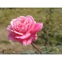 NatureHerbs Rose Petal Powder | 100 Gm, 3 image