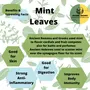 Indiana Organic Pudina dry Mint Leaves dry - 40 Gram (Whole leaf pudina), 5 image