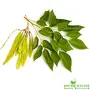 Shudh Online Dry Sheesham leaves/Sheesham/Sissoo - (500 grams), 3 image