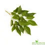 Shudh Online Dry Sheesham leaves/Sheesham/Sissoo - (500 grams), 4 image