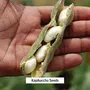 Shudh Online White Kaunch beej Konch Seed Safed Koch ke beej (500 Grams) Alkushi Kauch Mucuna Pruriens Velvet Beans Kapikachhu Cowitch Cowhage, 4 image