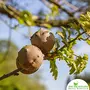 Shudh Online Majuphal powder Manjakani fruit powder (100 Grams) Mayphal Gallnuts Oak Gall Whole Masikai Manjukani Quercus Infectoria, 4 image