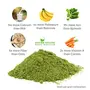 Shudh Online Moringa Leaves Powder Organic Murungai Leaf powder (1000 Grams / 1 Kg) Munagaku Muringayila Moringo Morigana Muringa for hair growth weight loss face tea, 5 image
