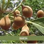 Shudh Online Baheda fruit Bibhitaki Sabut Bahera Whole Tanikaya (100 Grams) for Eating Hair Growth (Terminalia Belerica Beleric Myrobalan), 4 image