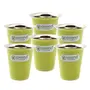 Coconut Stainless Steel Rampatra Green Colour Glass for Tea / Coffee - Set of 6 (Capacity - 200ml)