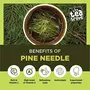 The Tea Trove Organic White Pine Needle Tea | High Altitude Himalayan Spring Pine Needle Tea for coughs and colds | 50 gms, 3 image