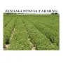 Zindagi Stevia Sachets - Pure Stevia White Powder - Natural Fat Burner - Sugar Free Sweetener100 Sachets(Pack of 1), 5 image