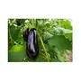 Jioo Organics Hybrid Brinjal Black Beauty Seeds, 2 image
