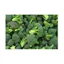 Jioo Organics 100% Original Hybrid Broccoli | Microgreen Seeds | Vegetable Seeds | Home Garden Seeds, 2 image