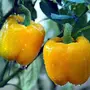Jioo Organics Yellow Capsicum Sweet Bell Pepper Simla Mirch Gardening Seeds For Kitchen Garden | Home Garden, 3 image