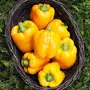 Jioo Organics Yellow Capsicum Sweet Bell Pepper Simla Mirch Gardening Seeds For Kitchen Garden | Home Garden, 2 image