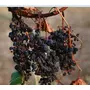 looms & weaves - Premium Seedless Black Raisins - 500 gm (250gm x 2), 7 image