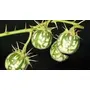 Neotea Kantakari Or Solanum Xanthocarpum Powder 1 Kg, 4 image