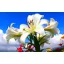 Vishuddh Natural Flower Extract Lily Attar (Gold_10 ml), 3 image