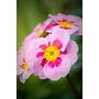 Vishuddh Natural Flower Extract Jannat-Ul_Firdaus Attar (Silver_10 ml), 4 image