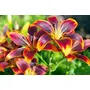 Vishuddh Natural Flower Extract Lily Attar (Gold_10 ml), 4 image