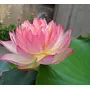 Neotea Lotus Seeds 100 G, 4 image