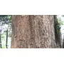 Neotea Vijaysar/Vengai/Bijasal/Pteocarpus Marsupium Bark Powder 500 G, 6 image