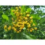 Neotea Vijaysar/Vengai/Bijasal/Pteocarpus Marsupium Bark Powder 500 G, 8 image