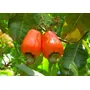 Creative Farmer Farm Cashew Nut Kaju Tree Seeds (Multicolour) 10 Seeds