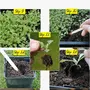 Iris Hybrid Vegetable & Fruit Seeds Combo of Palak and Papaya Red Lady with Instruction Manual, 6 image