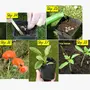 Iris Hybrid Vegetable & Fruit Seeds Combo of Palak and Papaya Red Lady with Instruction Manual, 7 image