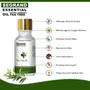 SeGrand Essential Oil Combo of 2 Tea Tree Essential Oil and Natural Jojoba Essential Oil 100% Pure and Natural Extracts (15 ml Each), 4 image