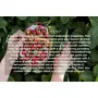 Only Kitchen Dried Strawberry 100% Pure Vegan & Natural | Premium & Tasty Dried Strawberries(300 gram), 2 image