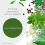 Herb Essential Pure Organic Arjun (Terminalia arjuna) powder 227g | Healthy Heart NO Preservative added, 7 image