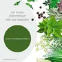 Herb Essential Pure Organic Tulsi (Ocimum tenuiflorum) Powder 227g | Immunity Enhancer NO Preservative added, 7 image
