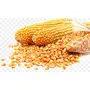 Marwar Natural Popcorn Kernels (Ready to Cook Unpopped Original Makkai Seeds) (1 Kg), 3 image