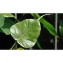 Neotea Arasa Ilai Peepal Leaves Ficus Religiosa Leaf Powder 300 G, 6 image