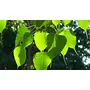 Neotea Arasa Ilai Peepal Leaves Ficus Religiosa Leaf Powder 300 G, 7 image