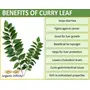 Organic Infinity Curry Leaf Powder / Kadi Patta Powder - 100 GM By Organic Infinity, 3 image