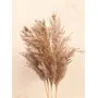Vanchai Pampas Grass | 55cm Natural Colour | 10 Stems | Dried Flowers, 2 image