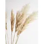 Vanchai Pampas Grass | 55cm Natural Colour | 10 Stems | Dried Flowers, 3 image