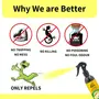 REPL Lizard Repellent Spray | Natural and Herbal Lizard Repellent for Home Best | Lizard Spray for Home | Chemical-Free Powerful Protection | Lizard Trap | | 250 ml (Pack of 2), 5 image