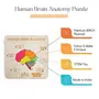 NESTA TOYS - Human Brain Anatomy Puzzle | DIY Coloring Activity | Educational Home Schooling Toy (13 Pieces), 4 image