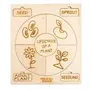 NESTA TOYS - Montessori Life Cycle Puzzles | DIY Coloring Activity (36 Pieces) - Frog Plant Chicken & Butterfly, 3 image